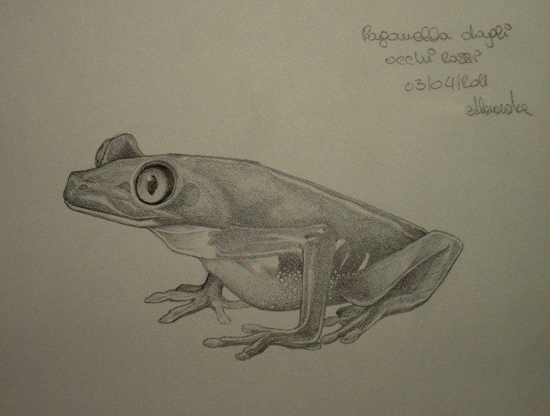 raganella dagli occhi rossi